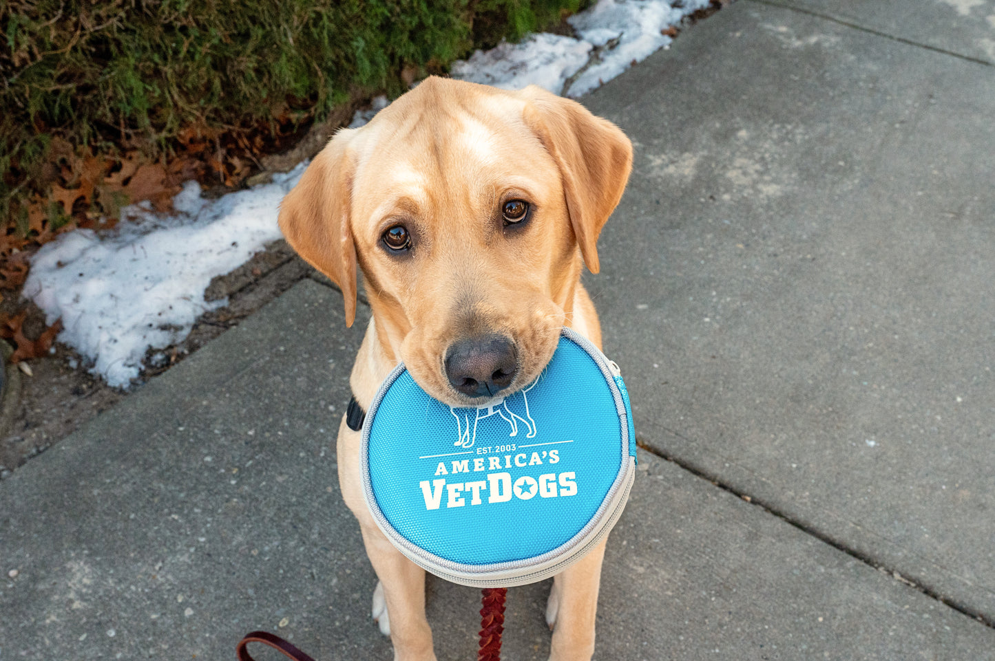 Yellow Labrador service dog holding the light blue dog bow in mouth